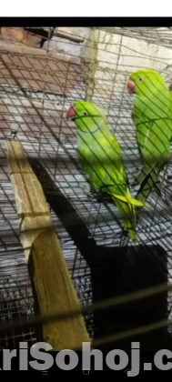 ইন্ডিয়ান রিংনেক